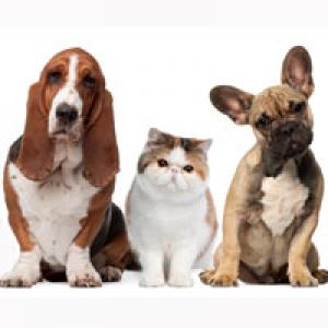 Are Human Supplements Safe for Pets  xtendlife  xtendlifethailand