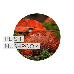 Support for Inflammation Managemen What is Reishi?