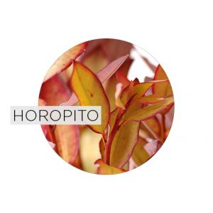 Horopito Background and Benefits